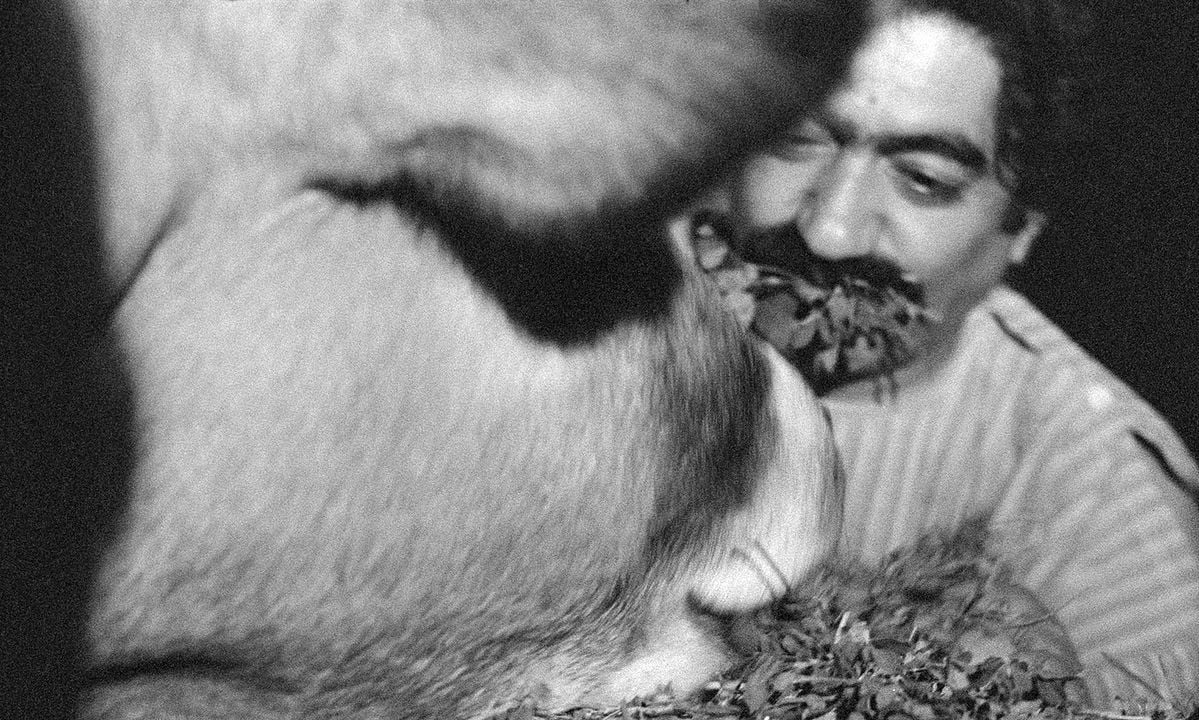 İnek : Fotoğraf