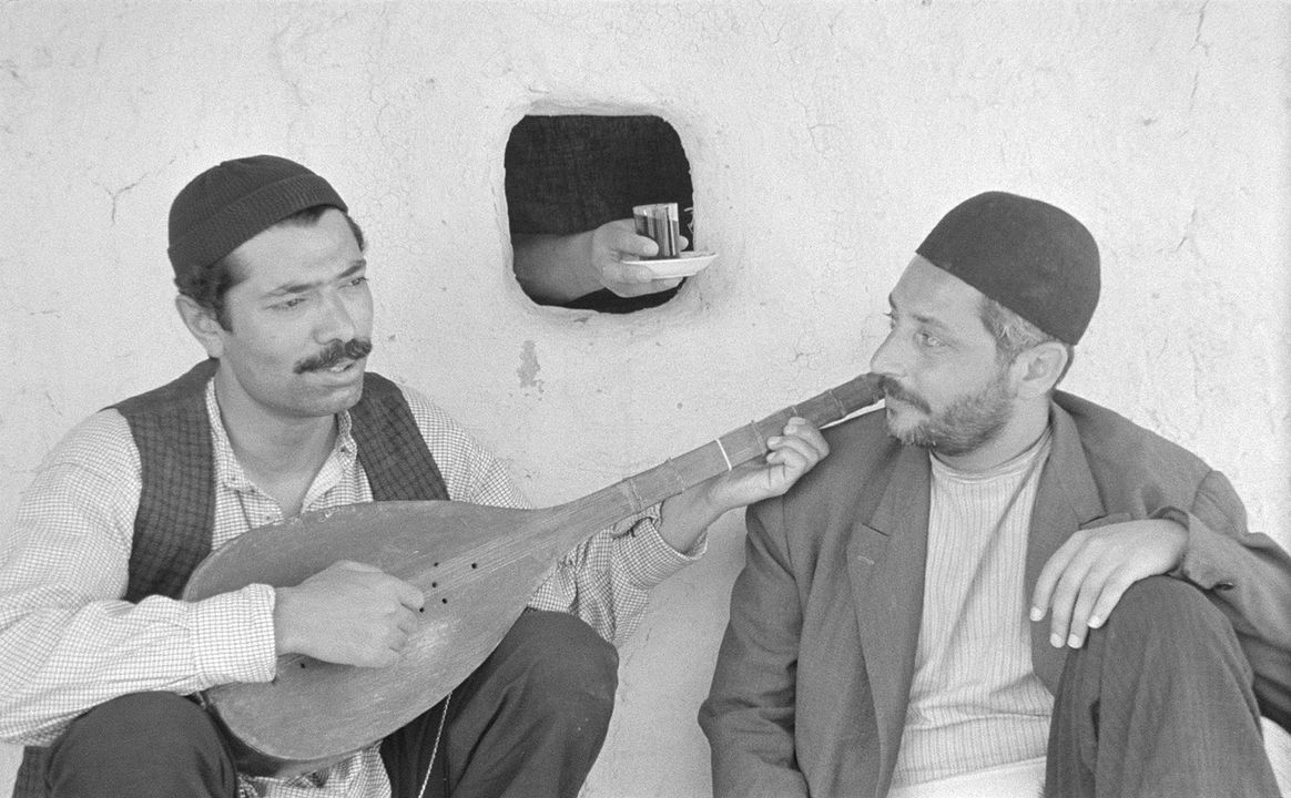 İnek : Fotoğraf