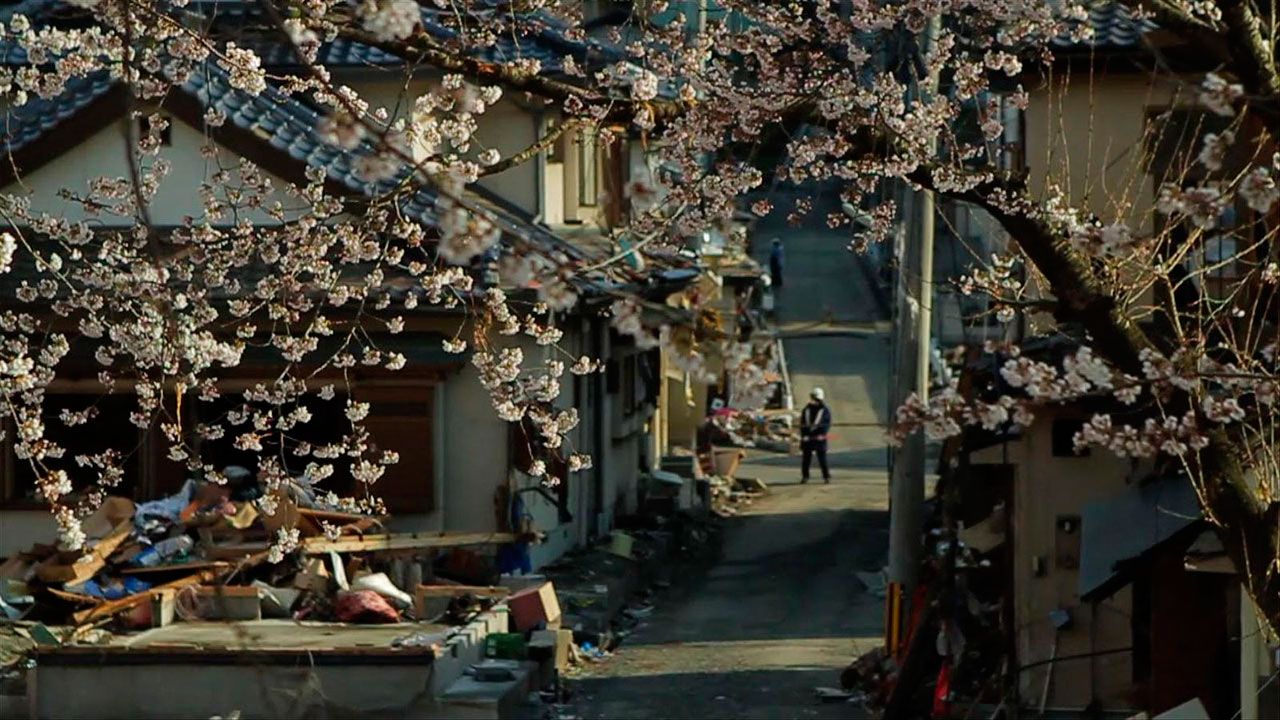 The Tsunami and the Cherry Blossom : Fotoğraf