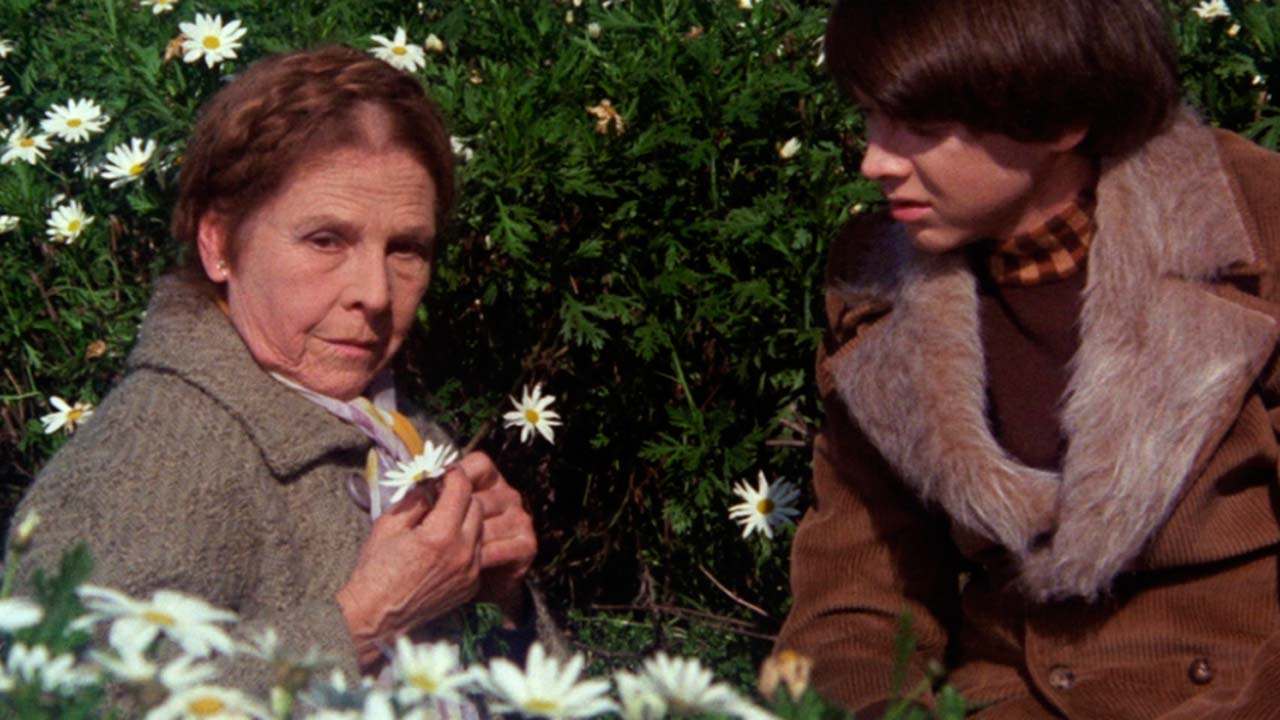 Harold and Maude : Fotoğraf