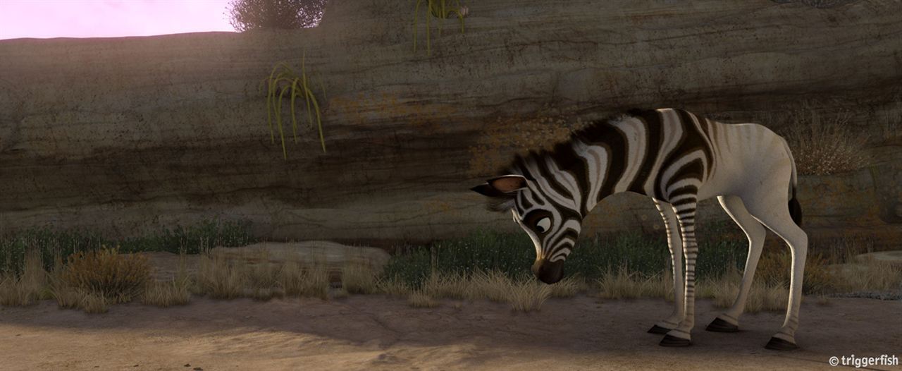 Cesur Zebra : Fotoğraf