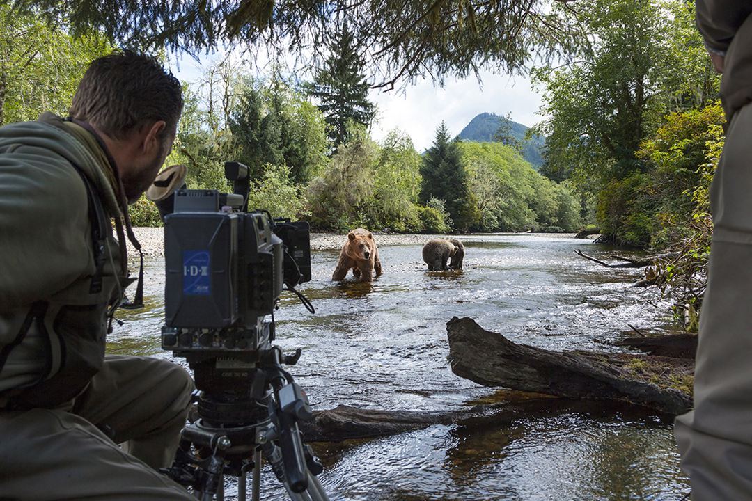 Bears : Fotoğraf