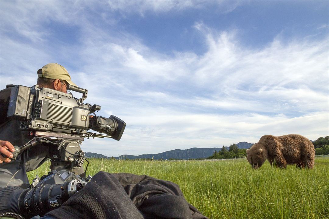 Bears : Fotoğraf