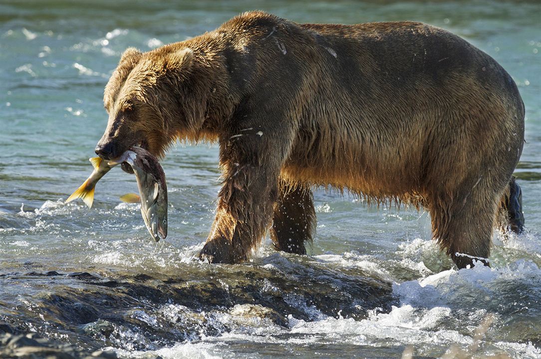 Bears : Fotoğraf