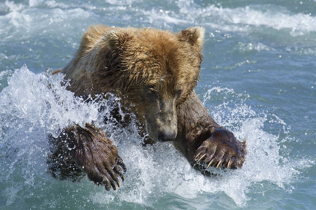 Bears : Fotoğraf