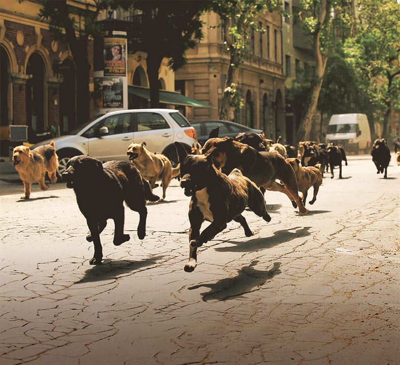 Beyaz Tanrı : Fotoğraf