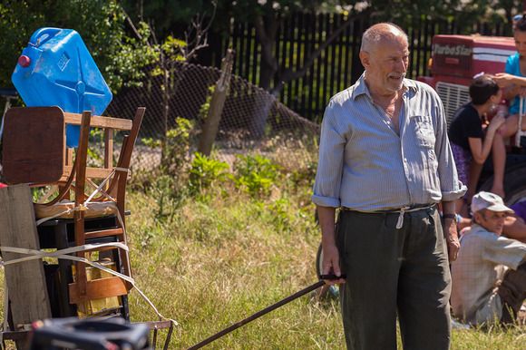Japon Köpeği : Fotoğraf