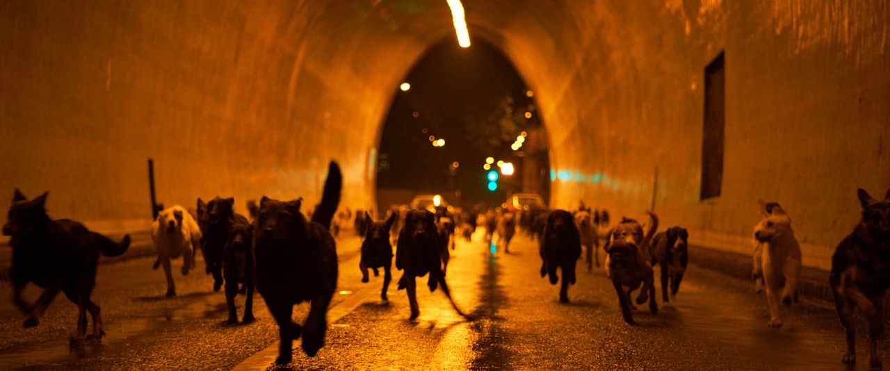 Beyaz Tanrı : Fotoğraf