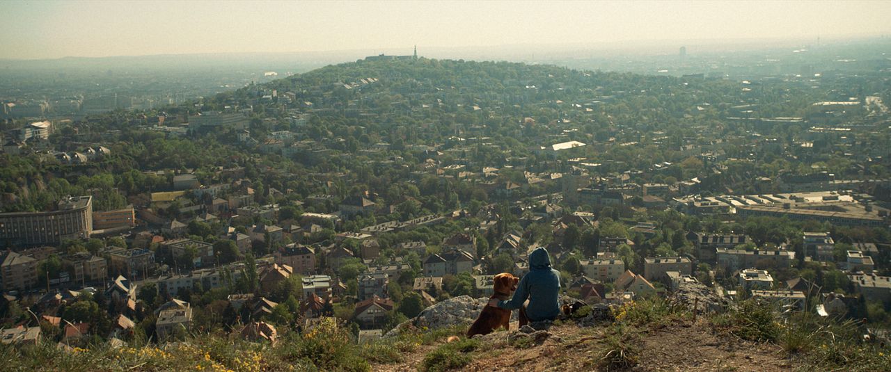 Beyaz Tanrı : Fotoğraf