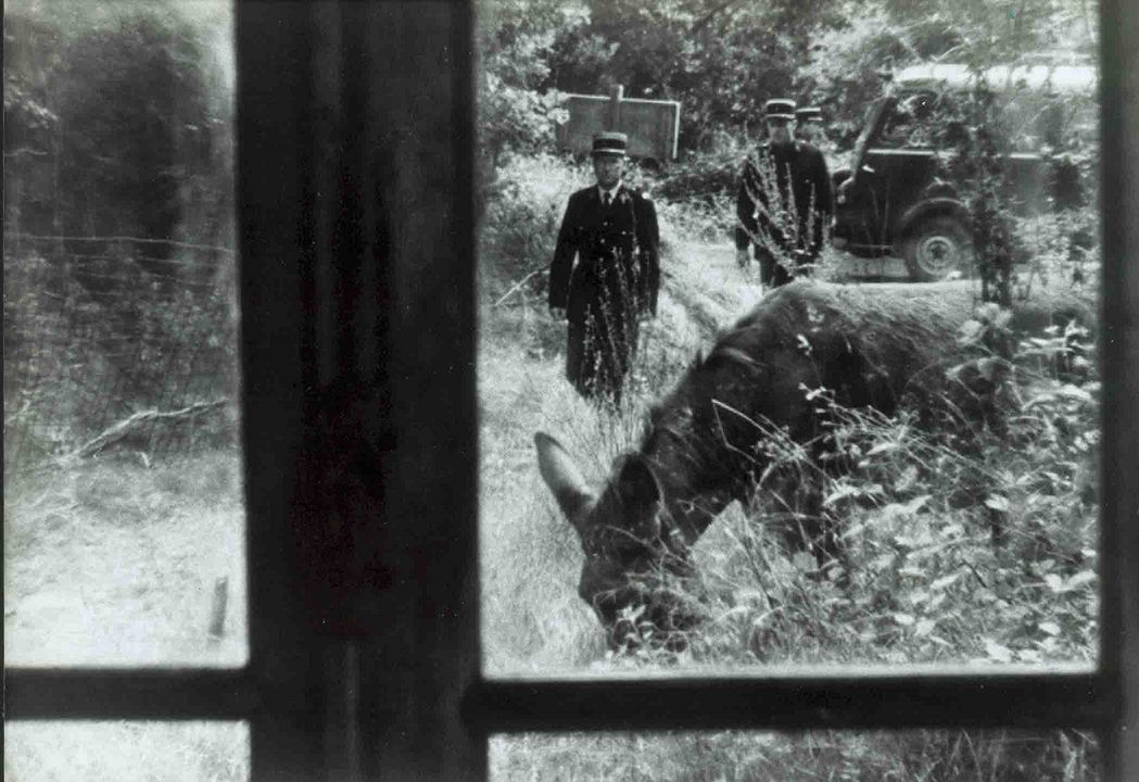 Rastgele Balthazar : Fotoğraf