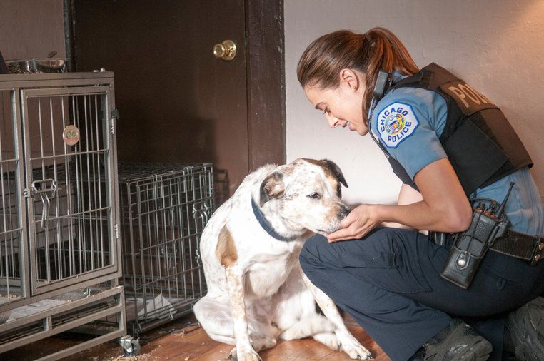Chicago PD : Fotoğraf Marina Squerciati