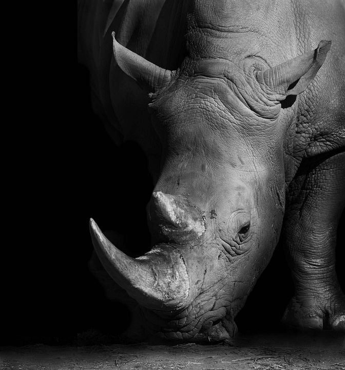 Racing Extinction : Fotoğraf