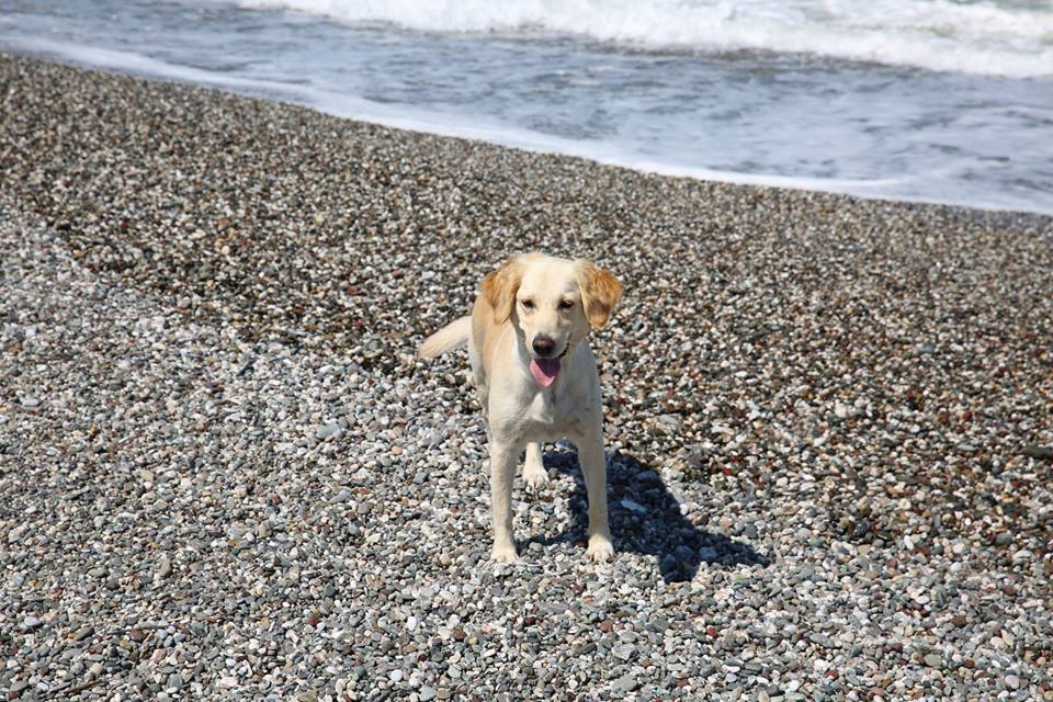 Sokak Köpekleri Bal İle Betty : Fotoğraf