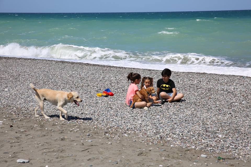 Sokak Köpekleri Bal İle Betty : Fotoğraf