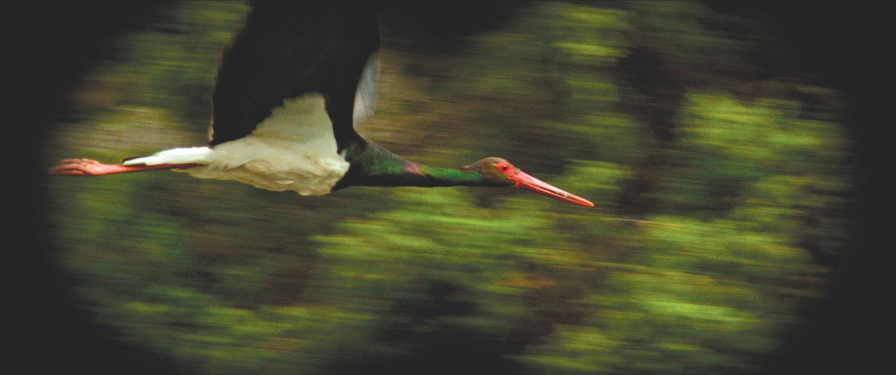 O Ornitólogo : Fotoğraf