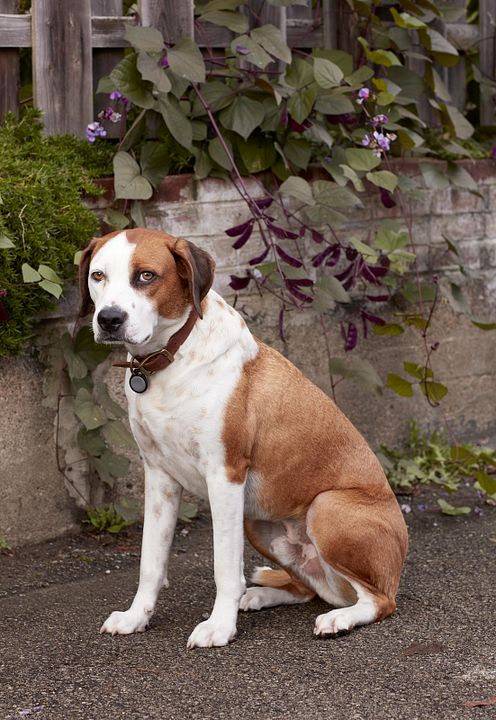 Downward Dog : Fotoğraf