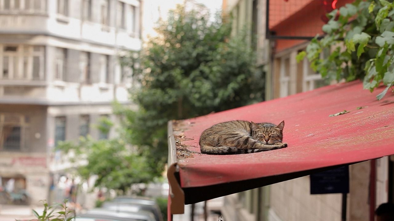 Kedi : Fotoğraf