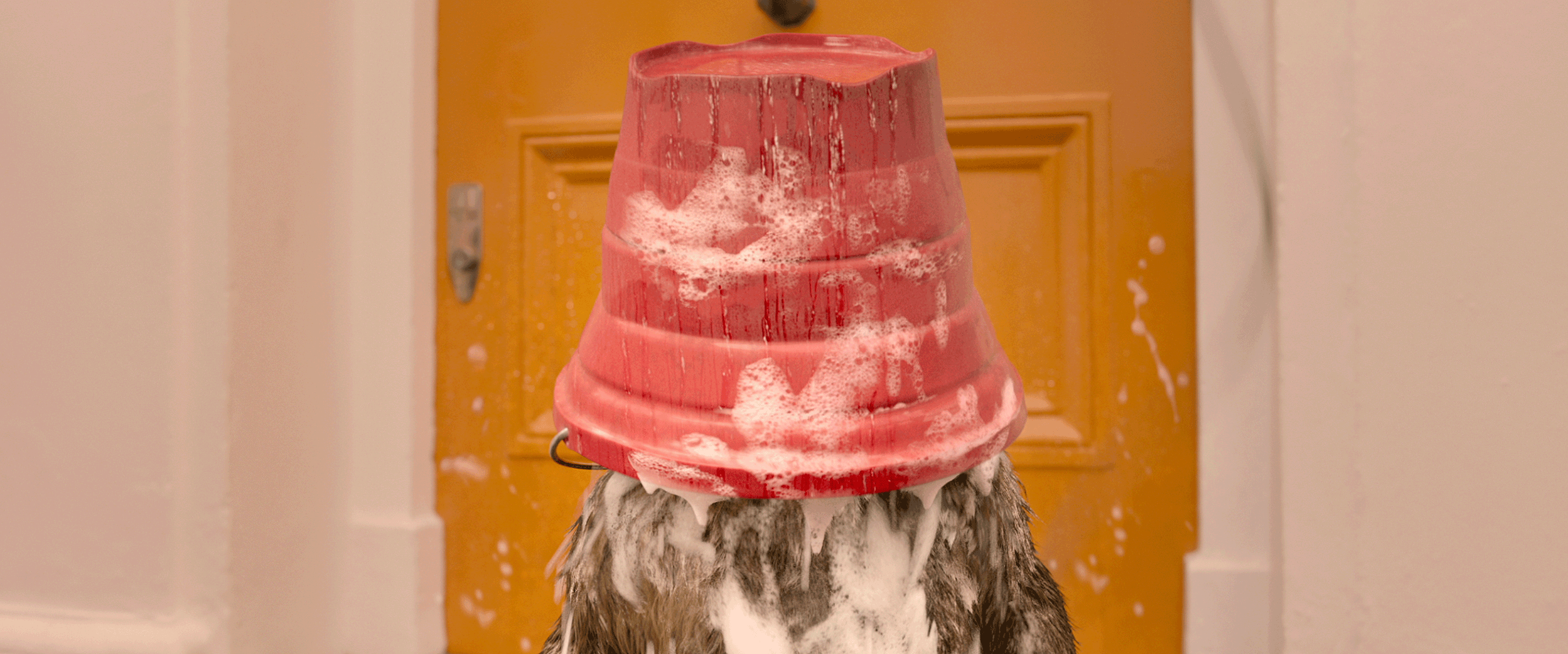 Ayı Paddington 2 : Fotoğraf