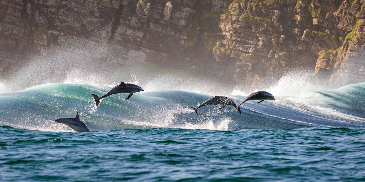Dolphin Reef : Fotoğraf