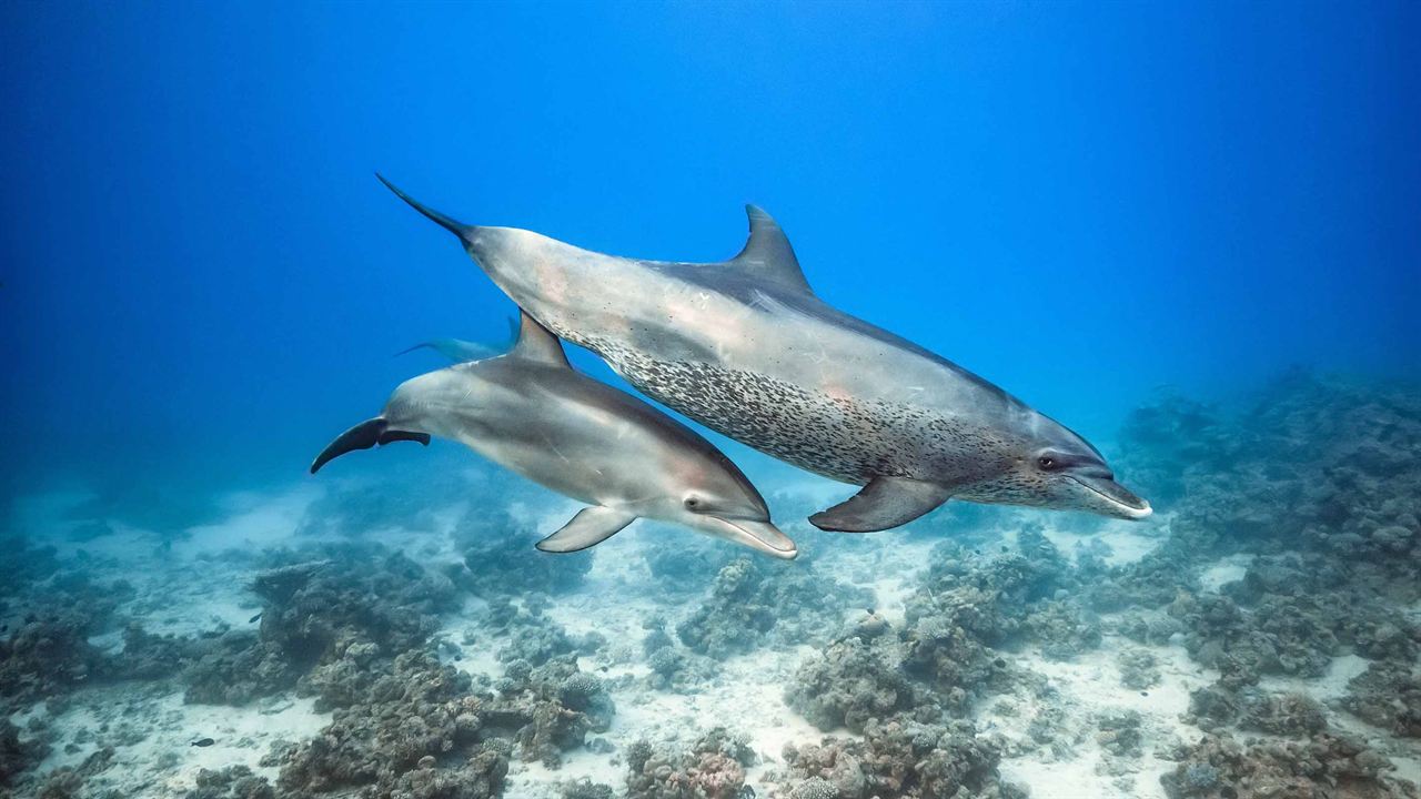 Dolphin Reef : Fotoğraf