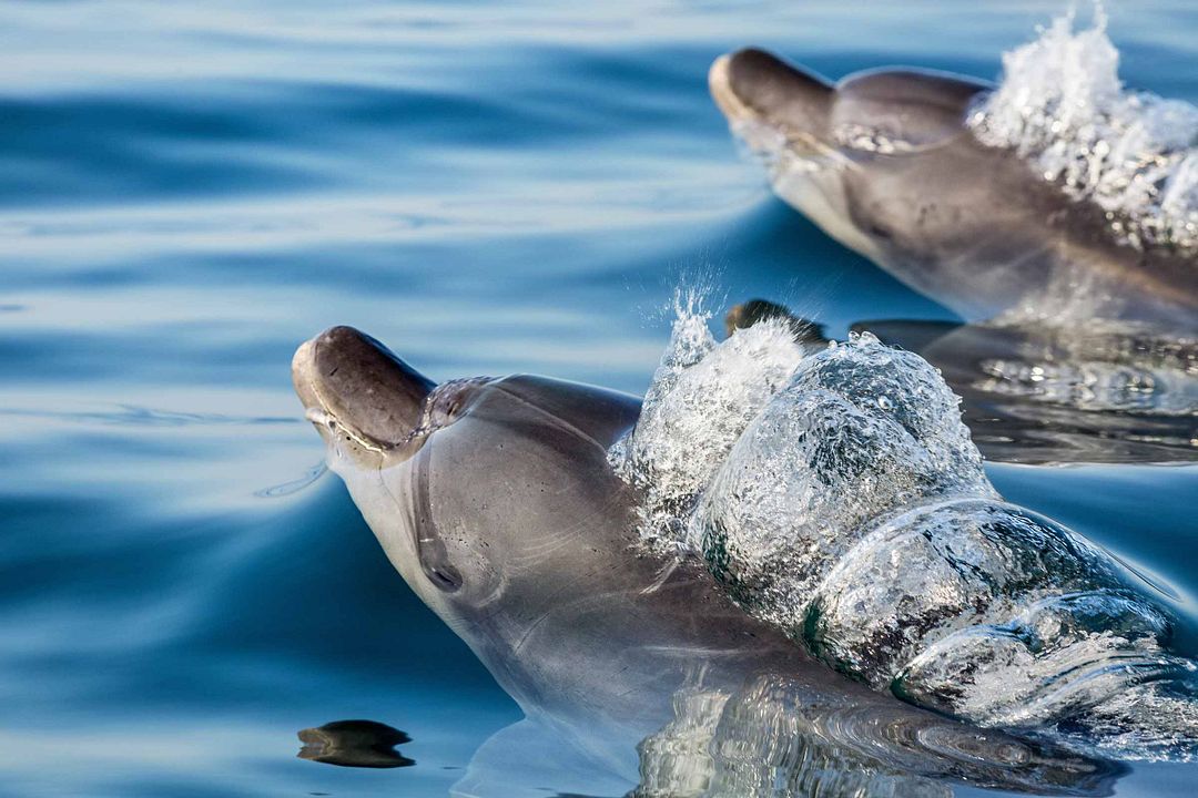 Dolphin Reef : Fotoğraf