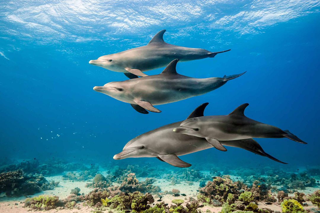 Dolphin Reef : Fotoğraf