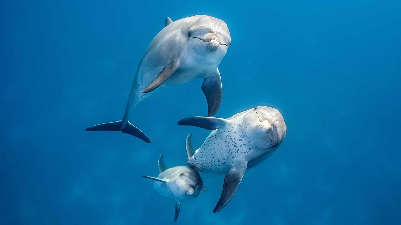 Dolphin Reef : Fotoğraf