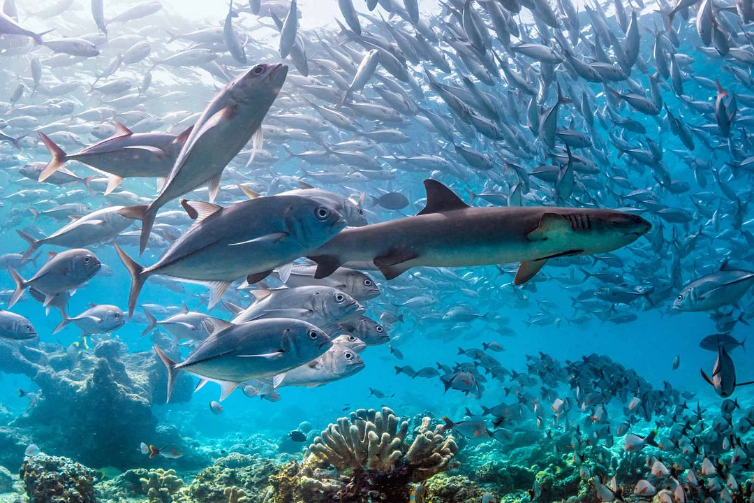 Dolphin Reef : Fotoğraf