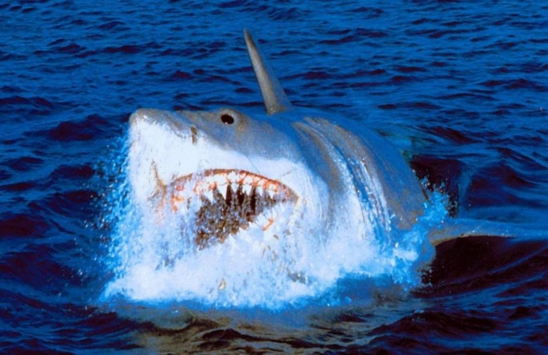 Jaws: The Revenge : Fotoğraf