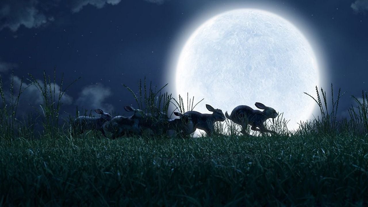 Watership Down : Fotoğraf