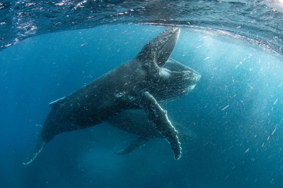Gezegenimiz : Fotoğraf