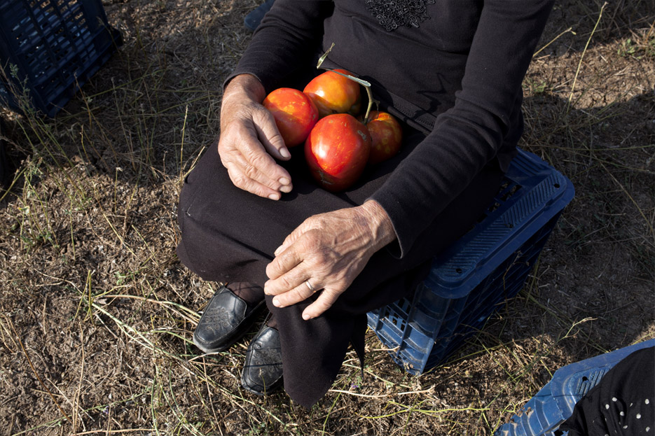 When Tomatoes Met Wagner : Fotoğraf