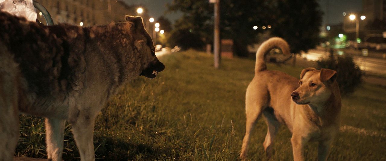 Space Dogs : Fotoğraf