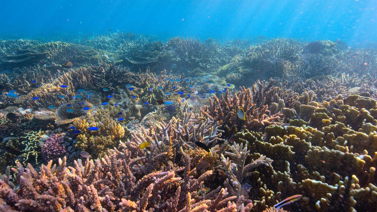 David Attenborough: Gezegenimizde Bir Yaşam : Fotoğraf