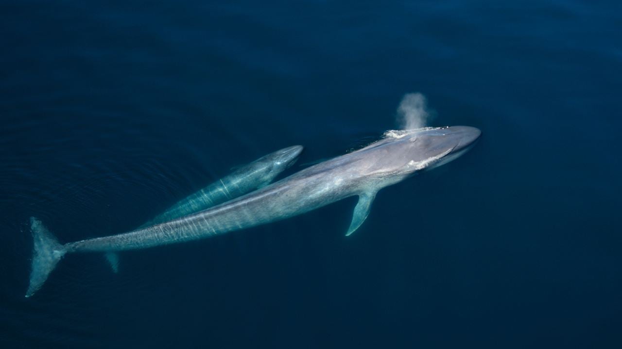 David Attenborough: Gezegenimizde Bir Yaşam : Fotoğraf