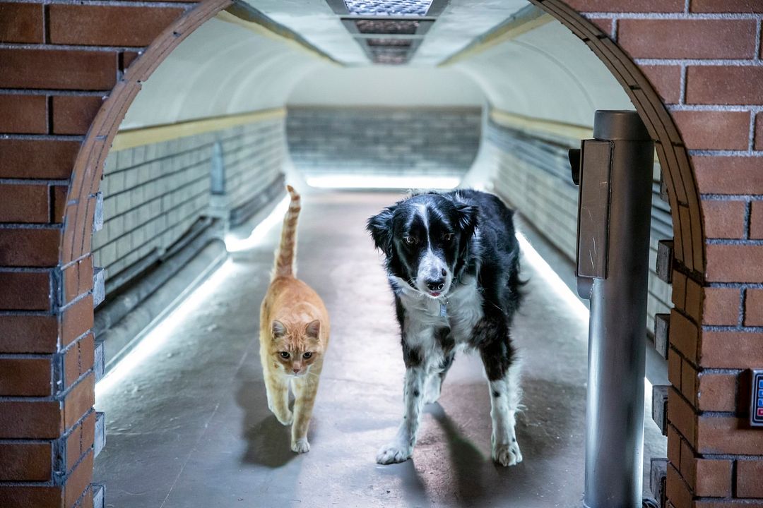Cats & Dogs 3: Paws Unite : Fotoğraf