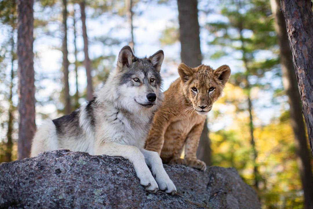 Le Loup et le Lion : Fotoğraf