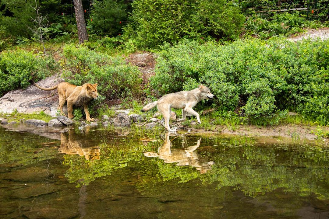 Le Loup et le Lion : Fotoğraf