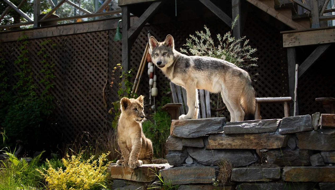 Le Loup et le Lion : Fotoğraf