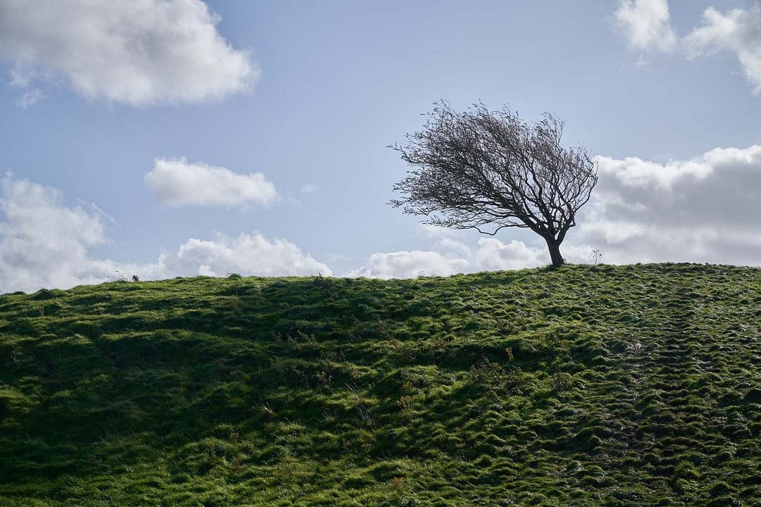 Wild Mountain Thyme : Fotoğraf