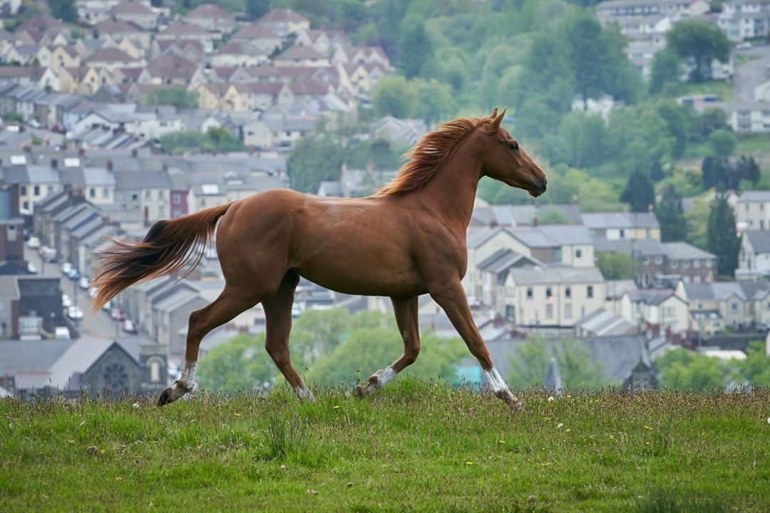 Dream Horse : Fotoğraf