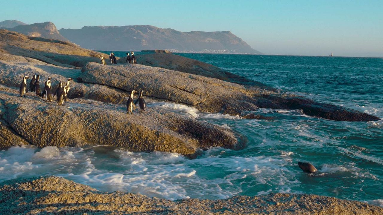 Penguin Town : Fotoğraf