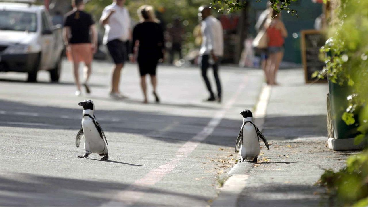 Penguin Town : Fotoğraf