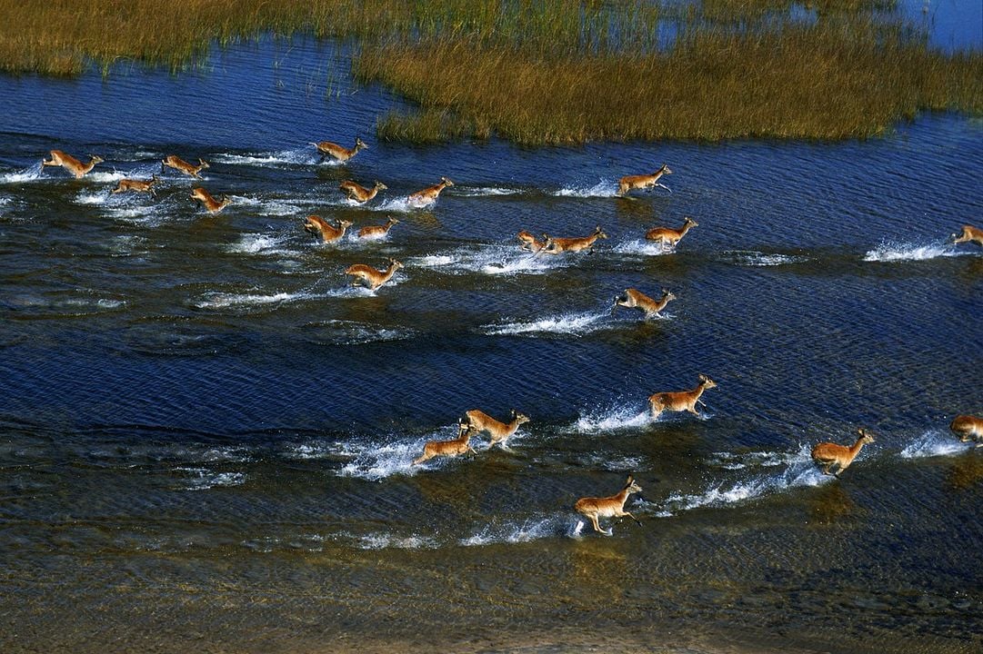 Safari Macerası : Fotoğraf