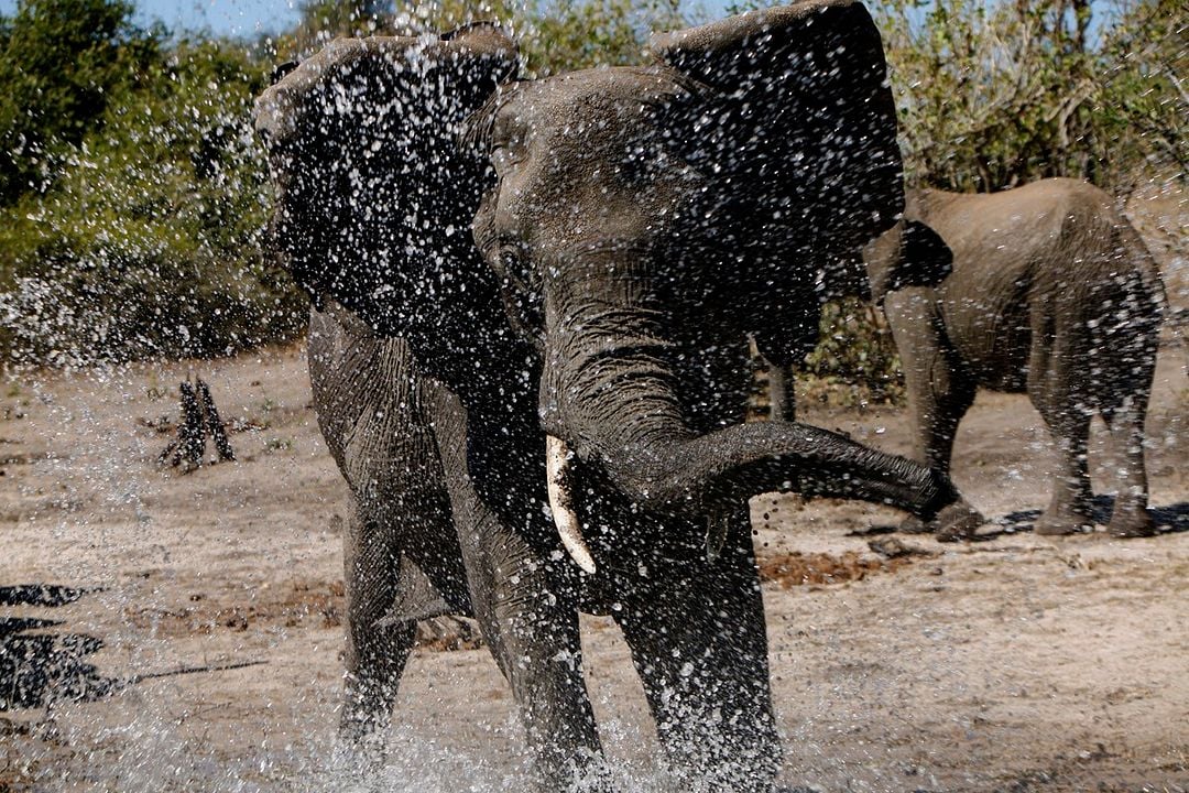 Safari Macerası : Fotoğraf