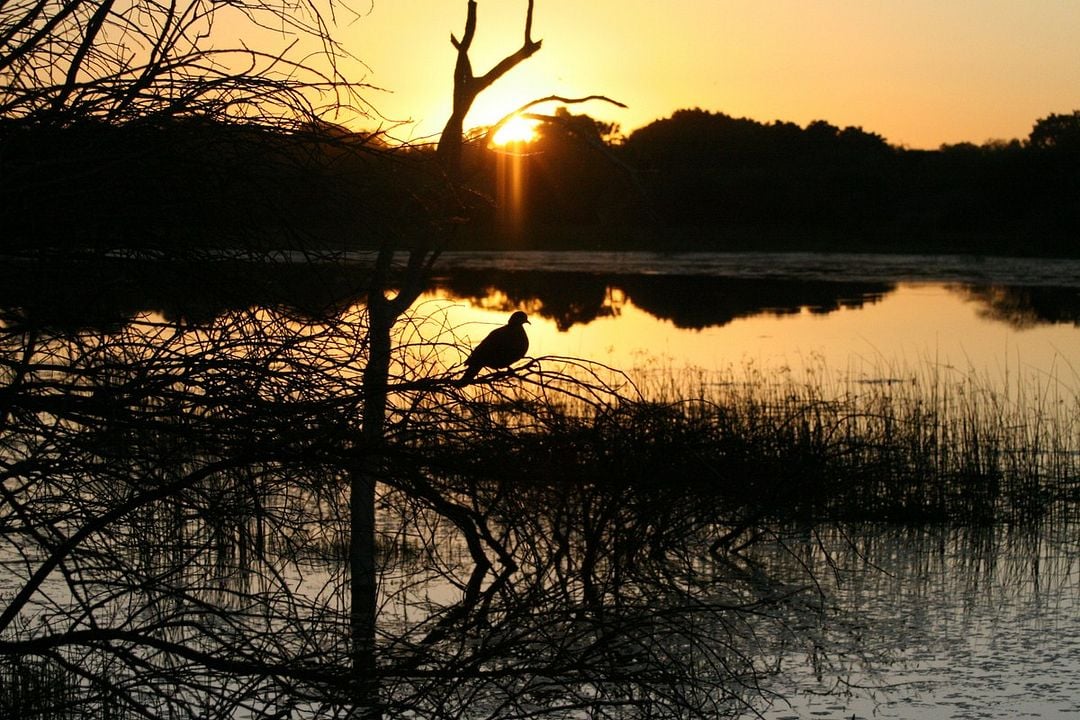 Safari Macerası : Fotoğraf