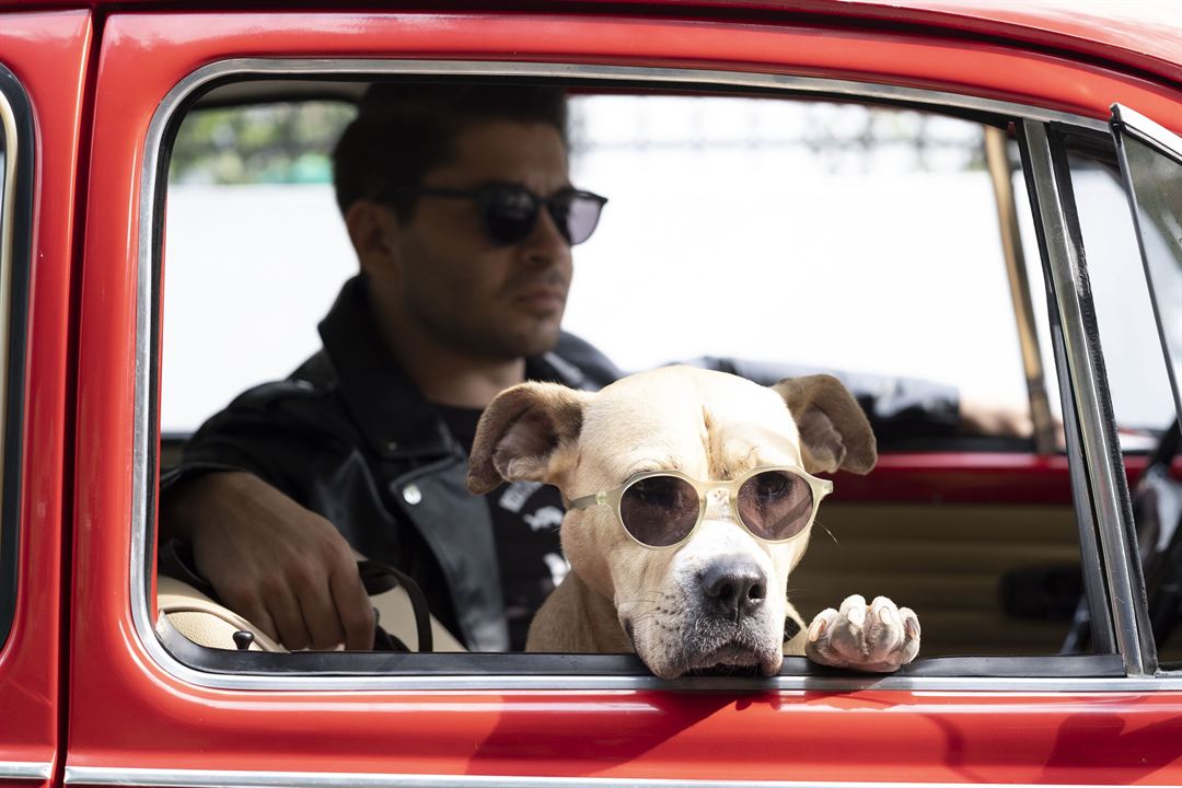 Dikkat Köpek Var : Fotoğraf