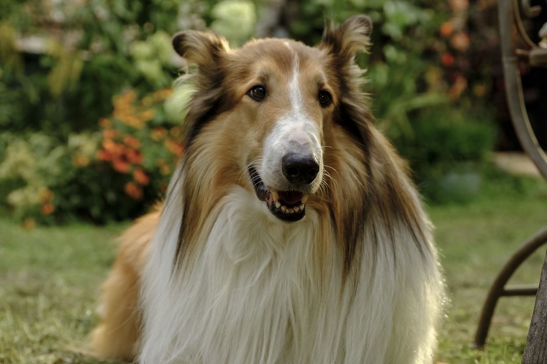 Lassie: Yepyeni Bir Macera : Fotoğraf