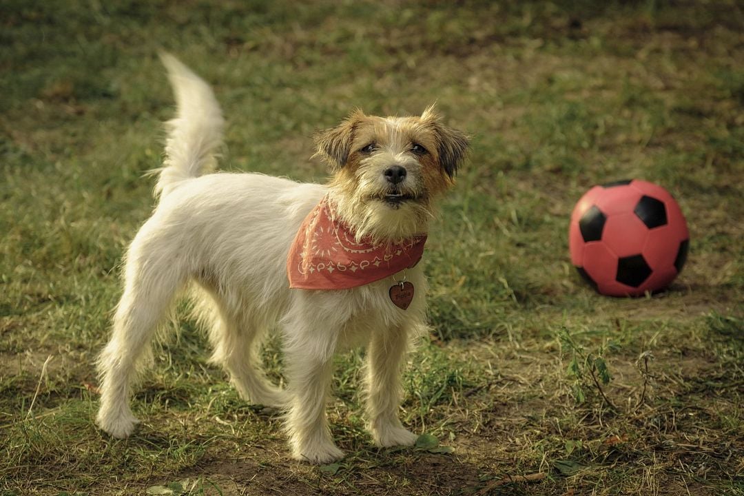 Lassie: Yepyeni Bir Macera : Fotoğraf