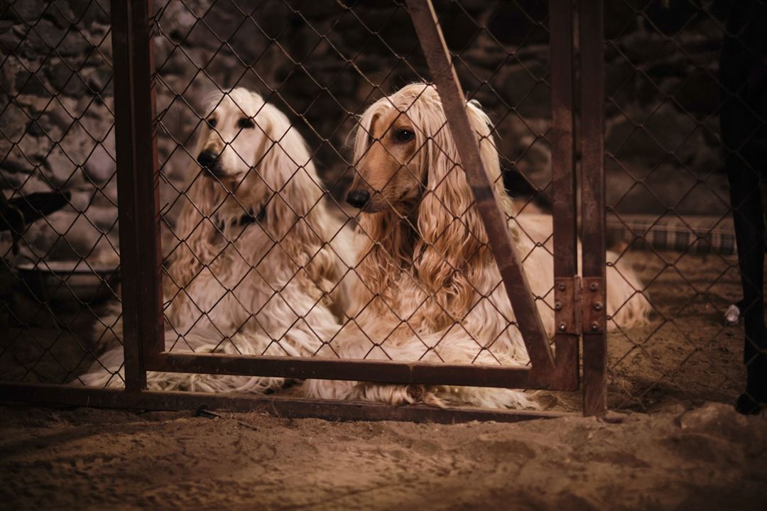 Lassie: Yepyeni Bir Macera : Fotoğraf